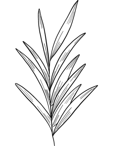 Eucalyptus Branch Coloring Page